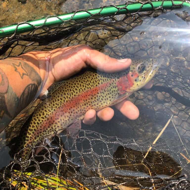 Fall River Fly Fishing (2024 Report & Stocking Schedule) Best Fishing in America