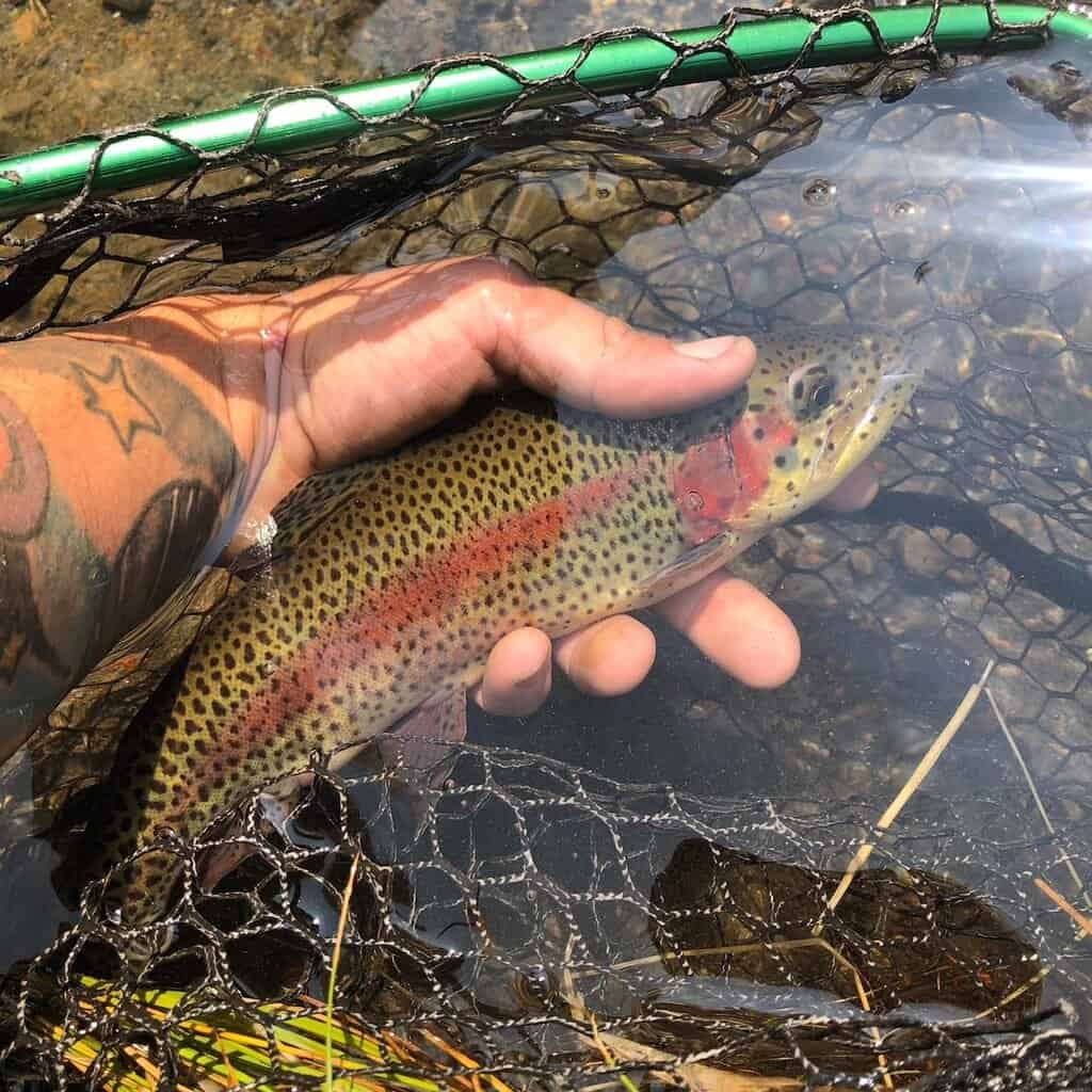 An angler's hand underwater over a landing net cradles a beautiful rainbow trout caught fishing in Fall River in Central Oregon.