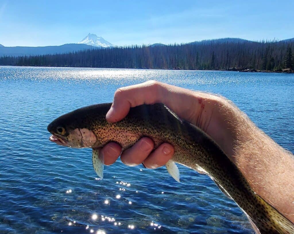 An angler's hand holds out a rainbow trout caught at Olallie Lake in Oregon.