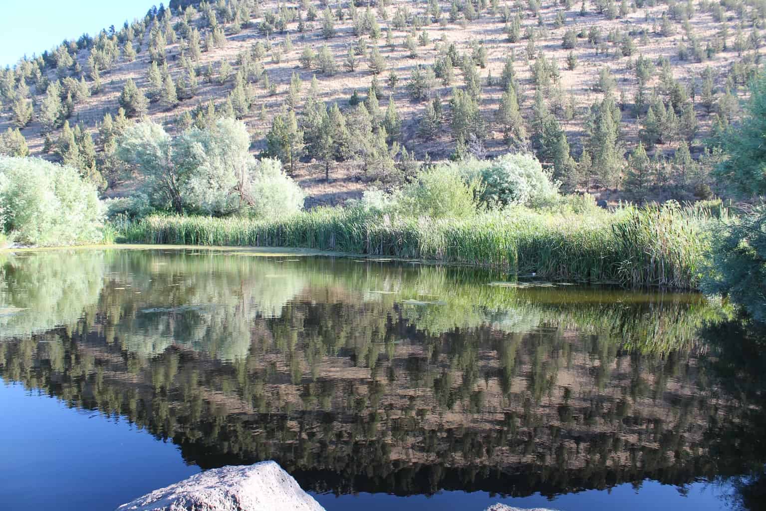 Fishing at Prineville Youth Pond (2024 Stocking) Best Fishing in America