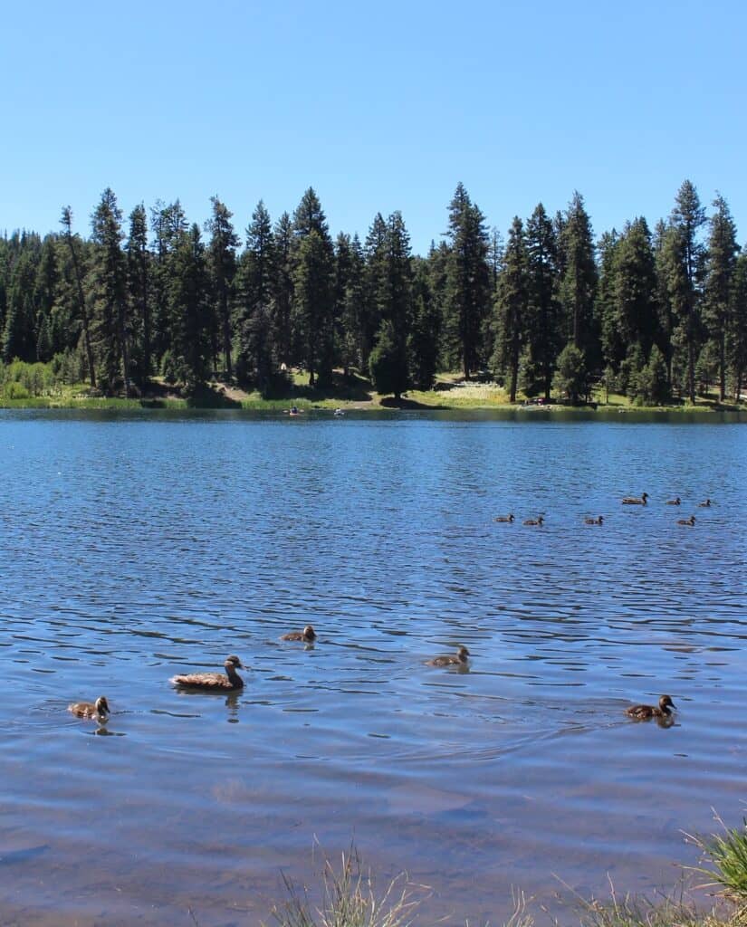 Ducks swim in walton lake with boaters in the background.