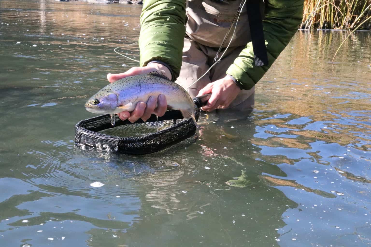 An angler holding a fish just slightly above the water.