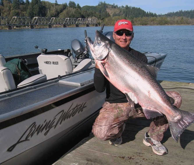 A fishing guide holds a very large chinook salmon caught in the umpqua river estuary.