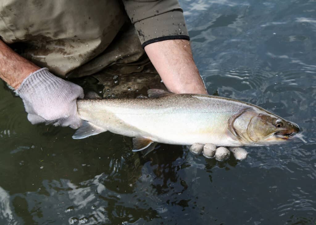 An angler holding a bull trout slightly above water in imnaha river.
