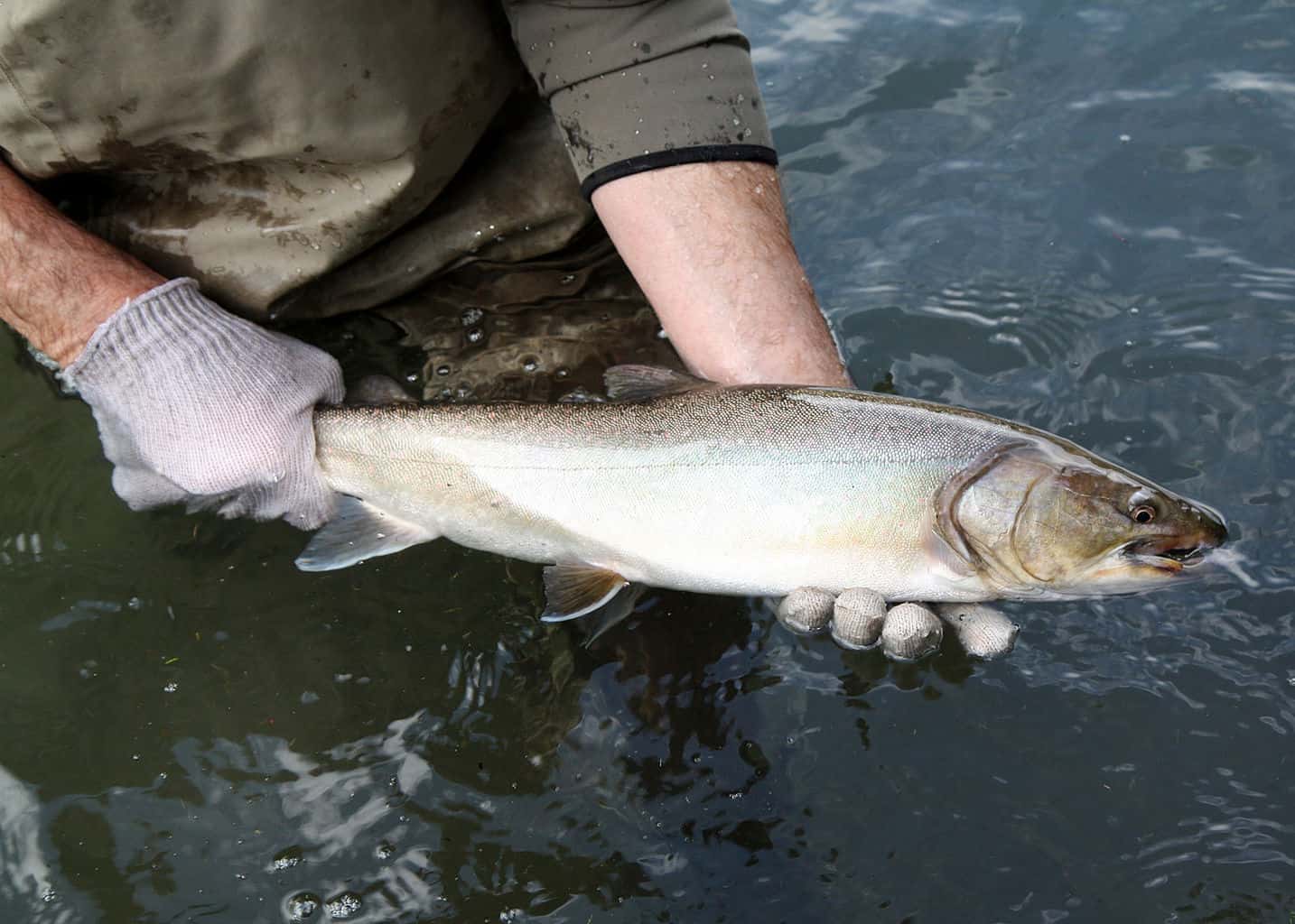 An angler holds a bull trout caught fishing in the Imnaha River.