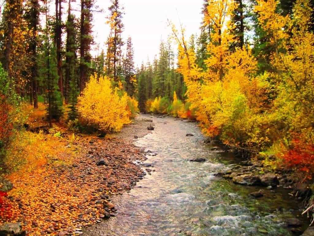 Fall colors in the trees along the banks of the Imnaha River in Oregon.