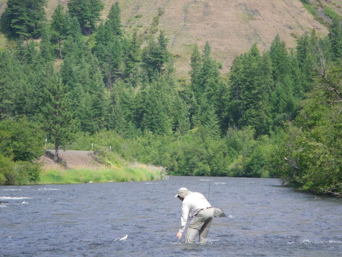 An angler fly fishing for trout in wallowa river.