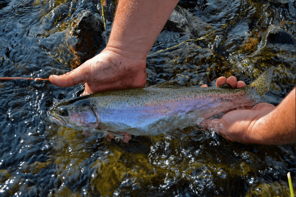 An angler holding a trout just slightly above the water.