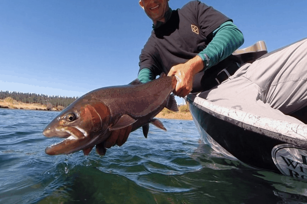 An angler holding a trophy-sized redband rainbow trout caught at williamson river.