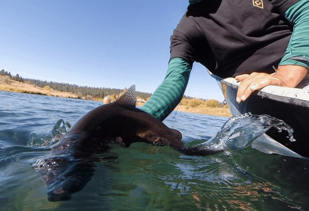 A fish being held by an angler just slightly above water.