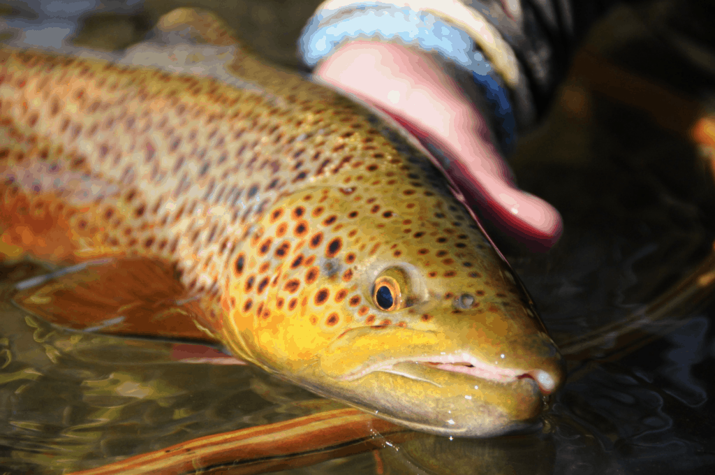 A closeup of a brown trout being held by an angler.
