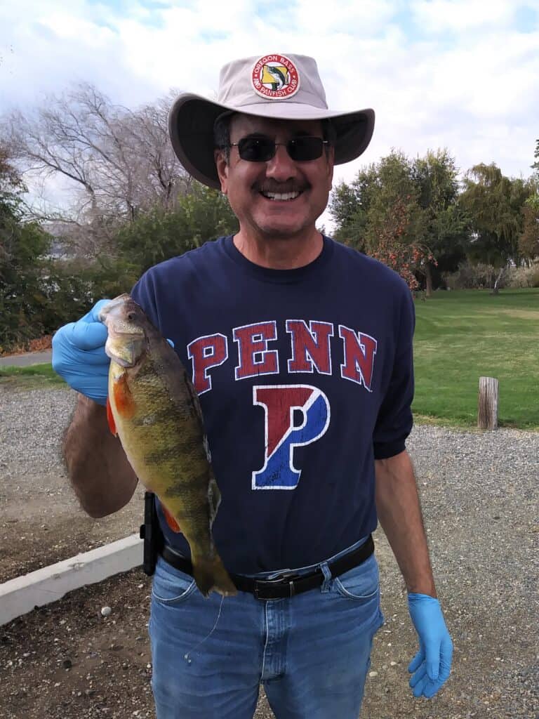 Columbia River yellow perch being held by an angler.