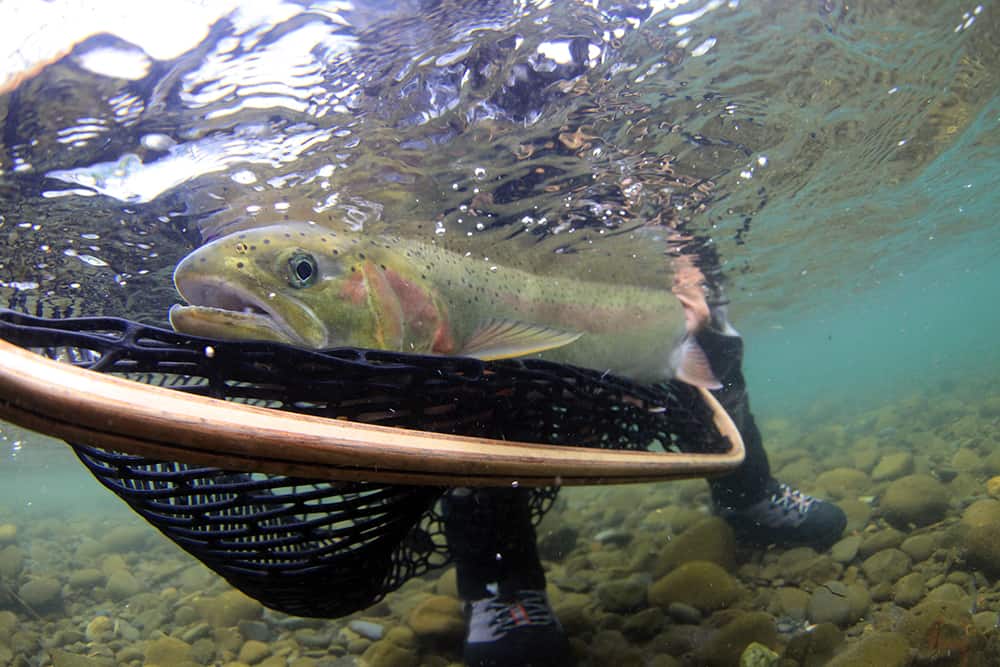 Underwater image of netting a nice steelhead in clear water.