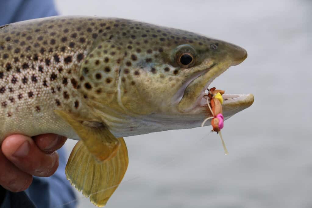A closeup of a trout with a hook on the mouth.