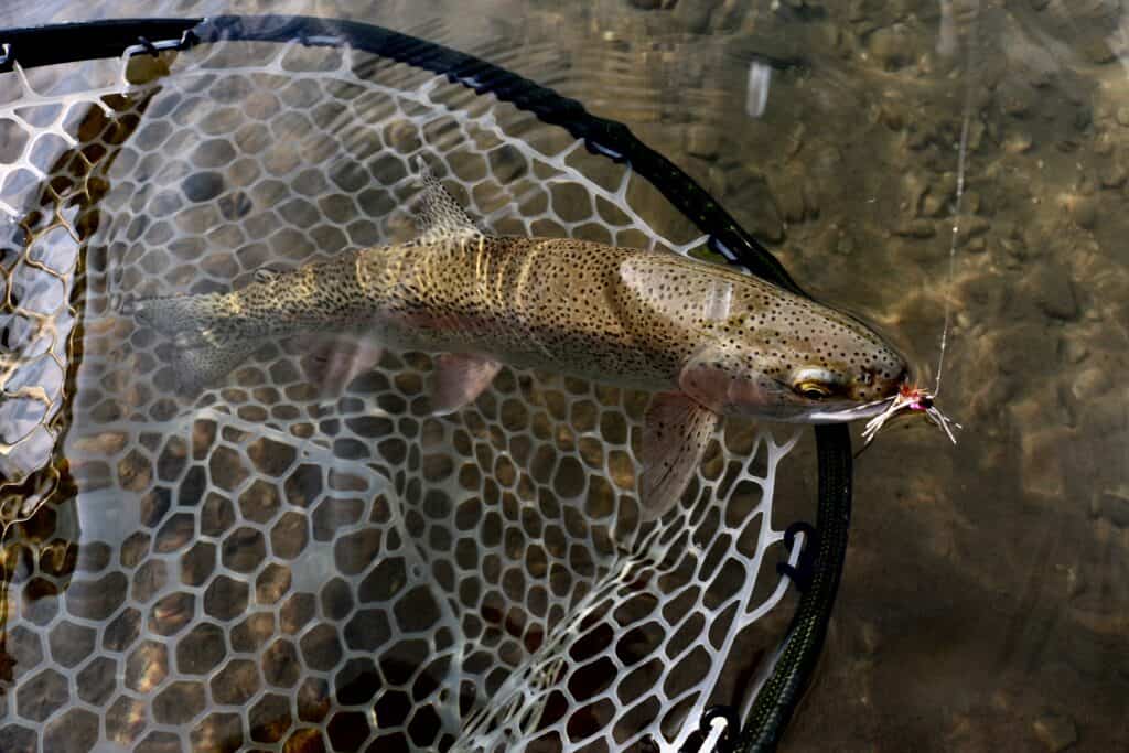 A closeup of a rainbow trout caught at Idaho henry's fork river.