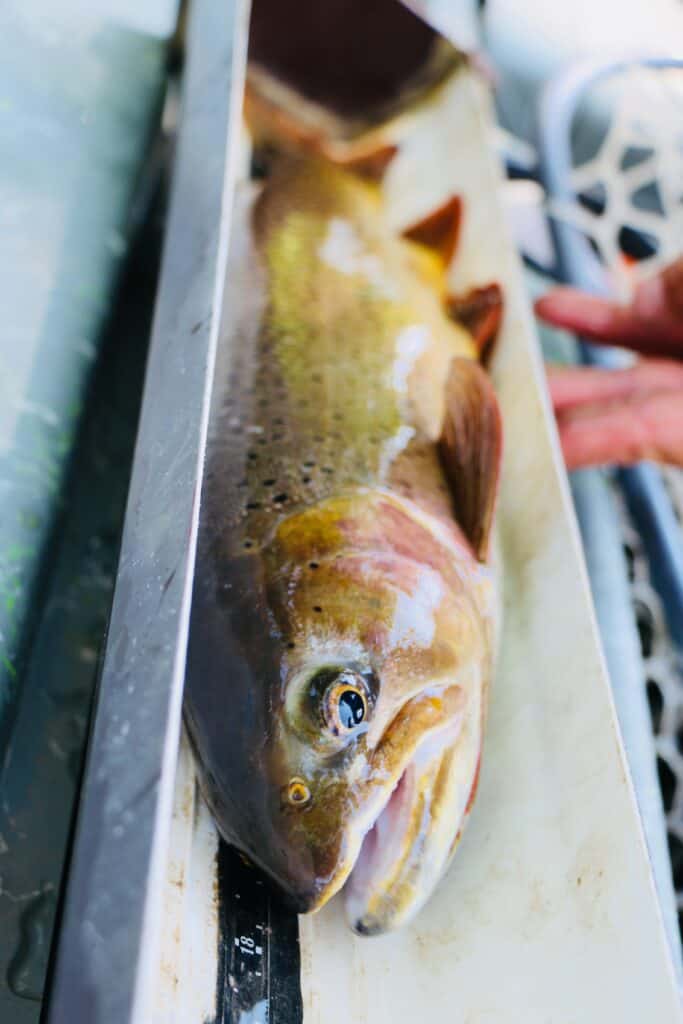 A closeup of a brown trout caught in henry's fork river idaho.