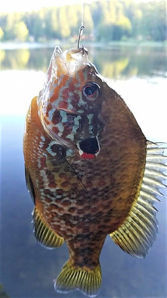 A closeup photo of pumpkinseed sunfish.