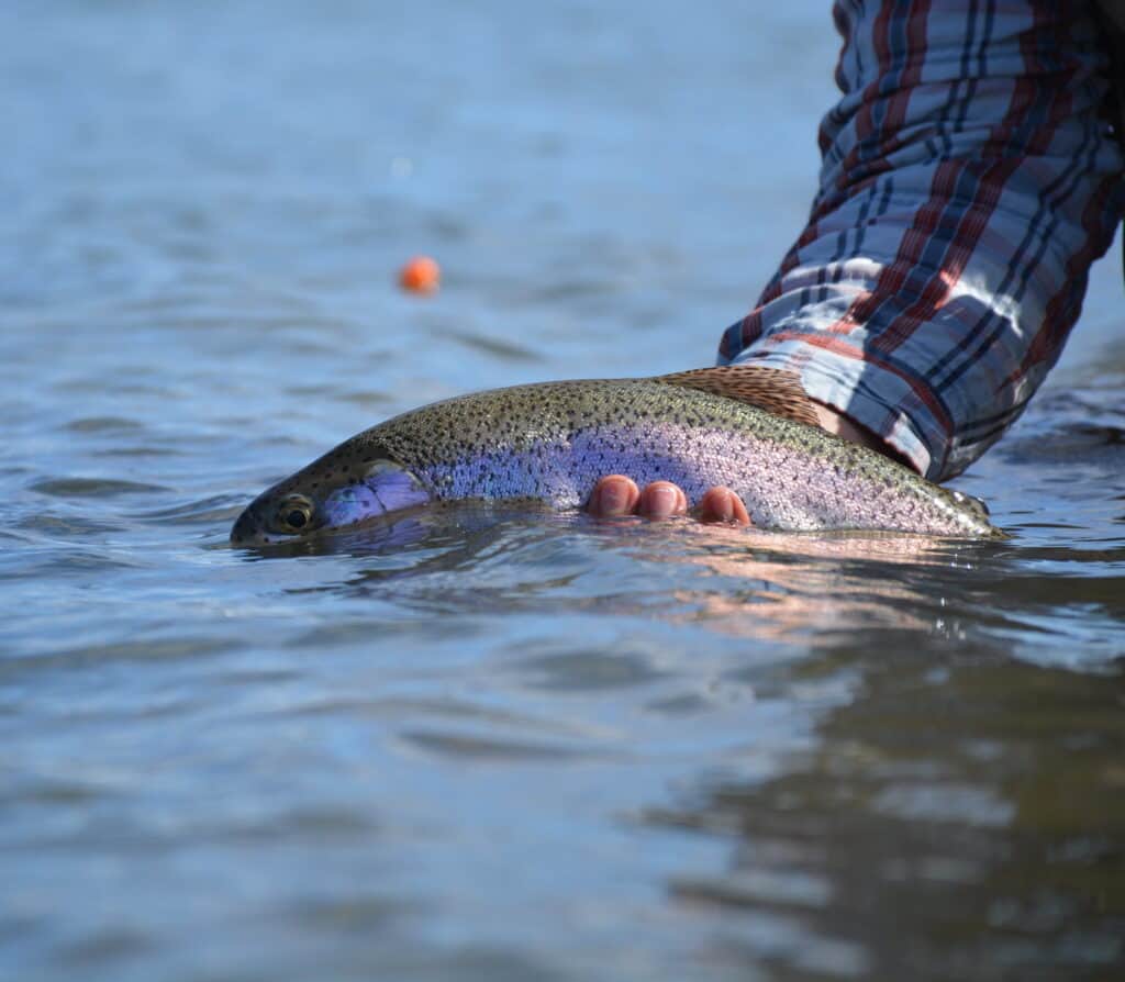 A thick rainbow trout caught and release from the Yakima River in central Washington.