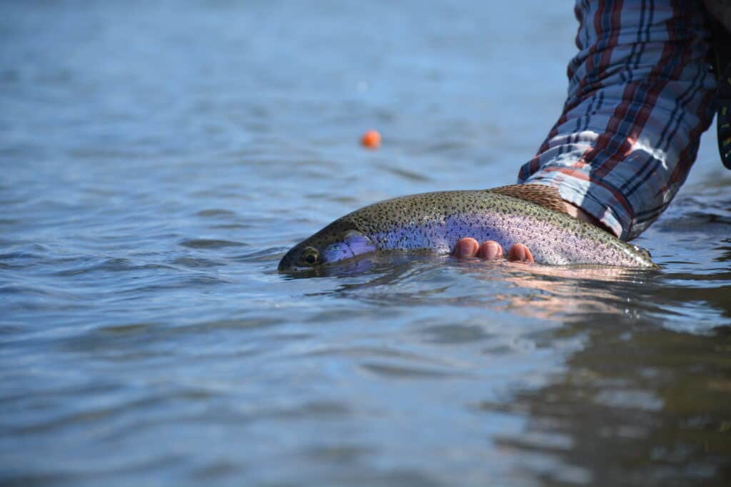 A large trout caught on a fly in Washington, held close to the water by an angler's hand.