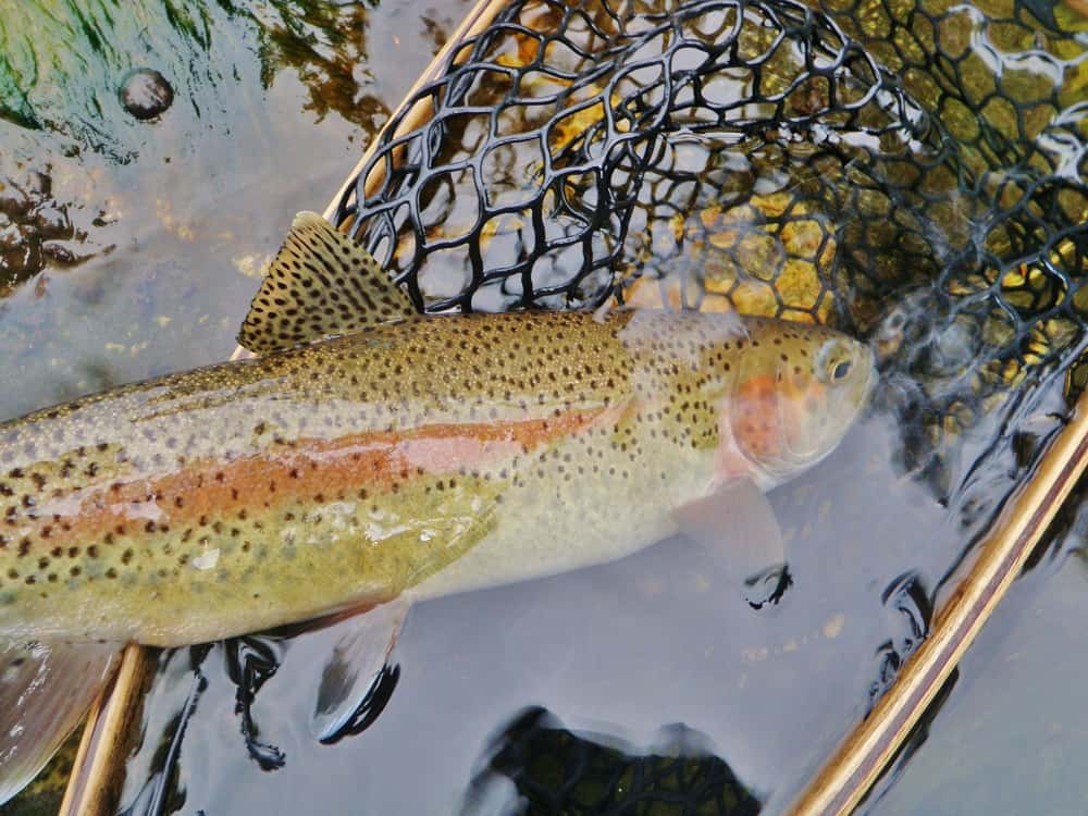 Mooie regenboogforel in het net voordat hij wordt teruggezet in de upper sacramento river