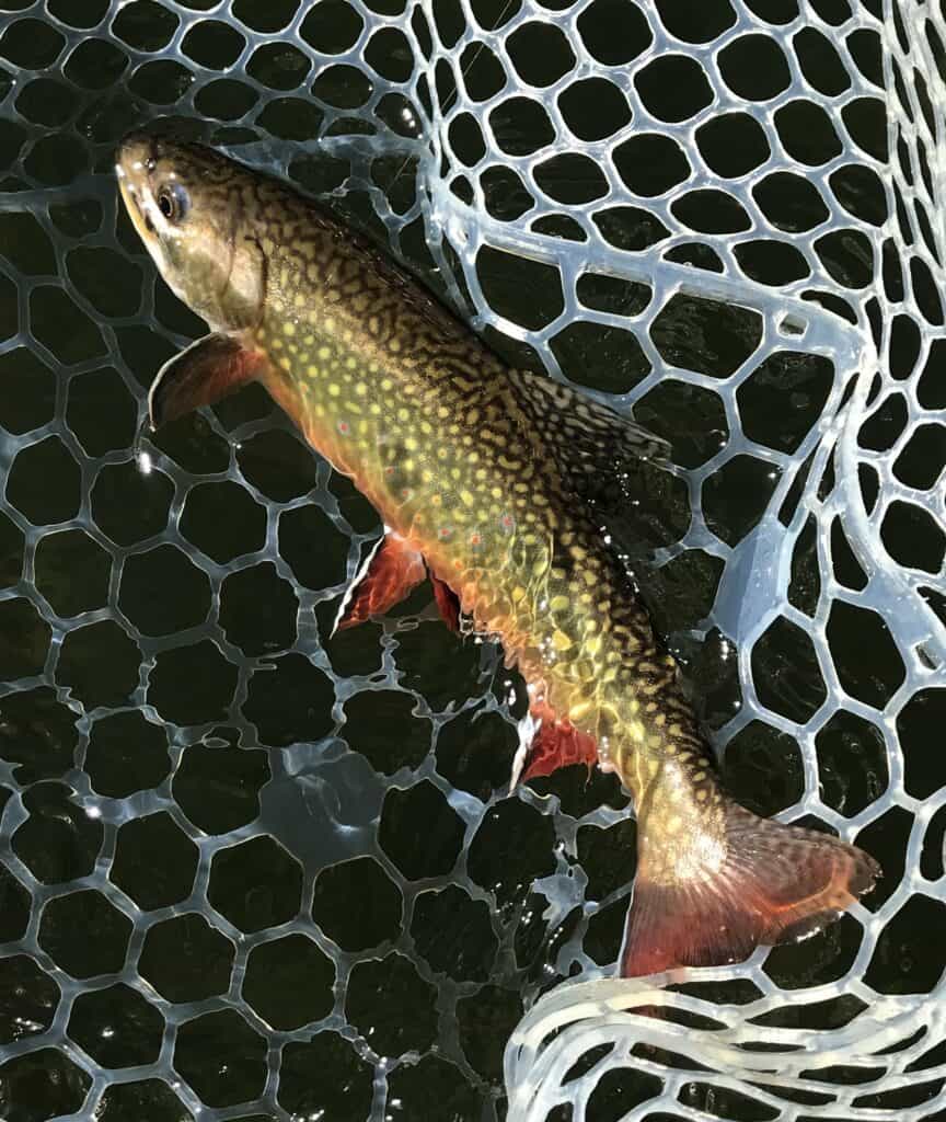 A closeup of a brook trout in a net caught at hosmer lake.