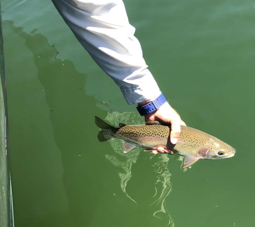 An angler holding a rainbow trout just above water at central oregon.