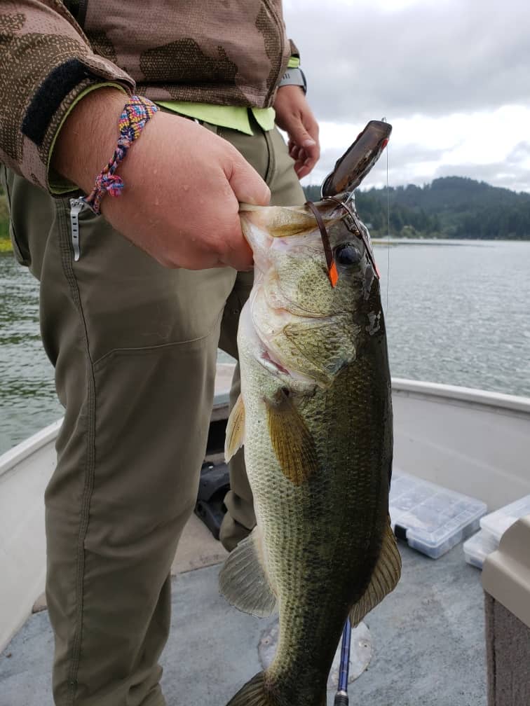 A closeup of a largemouth bass being held by an angler.