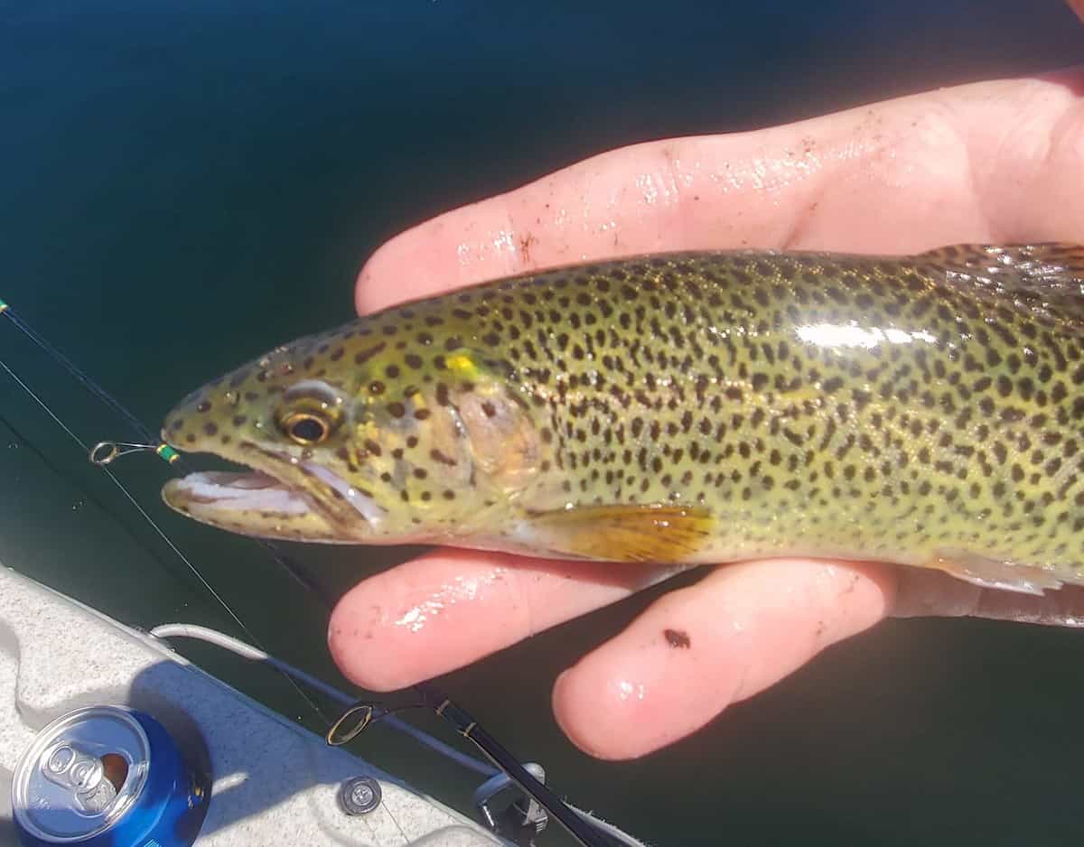A smaller but beautiful trout caught at Goose Lake, Washington, cradled in an angler's hand.