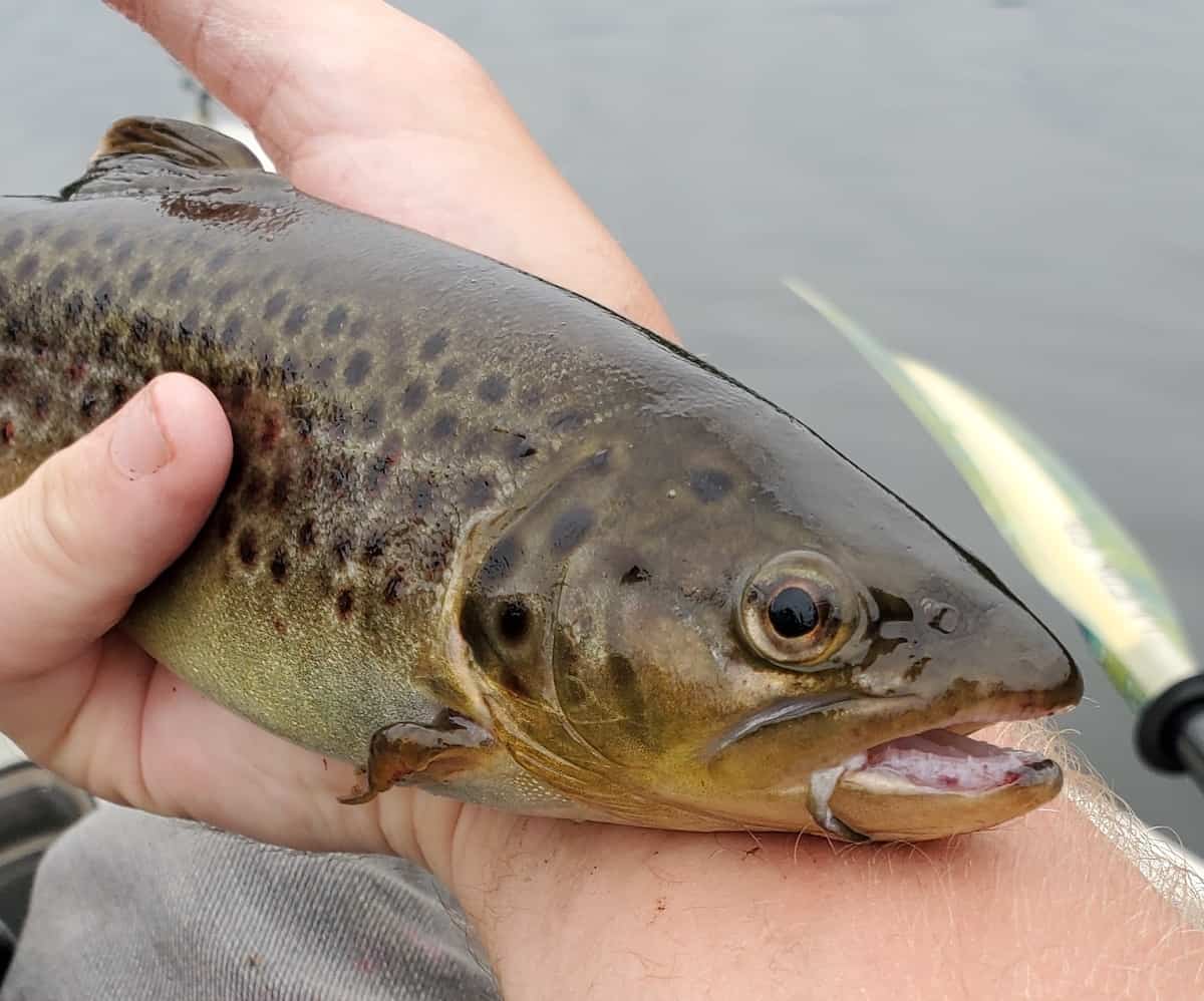 An angler holds a brown trout in a close-up view from Lake Sacajawea in Longview, Washington.