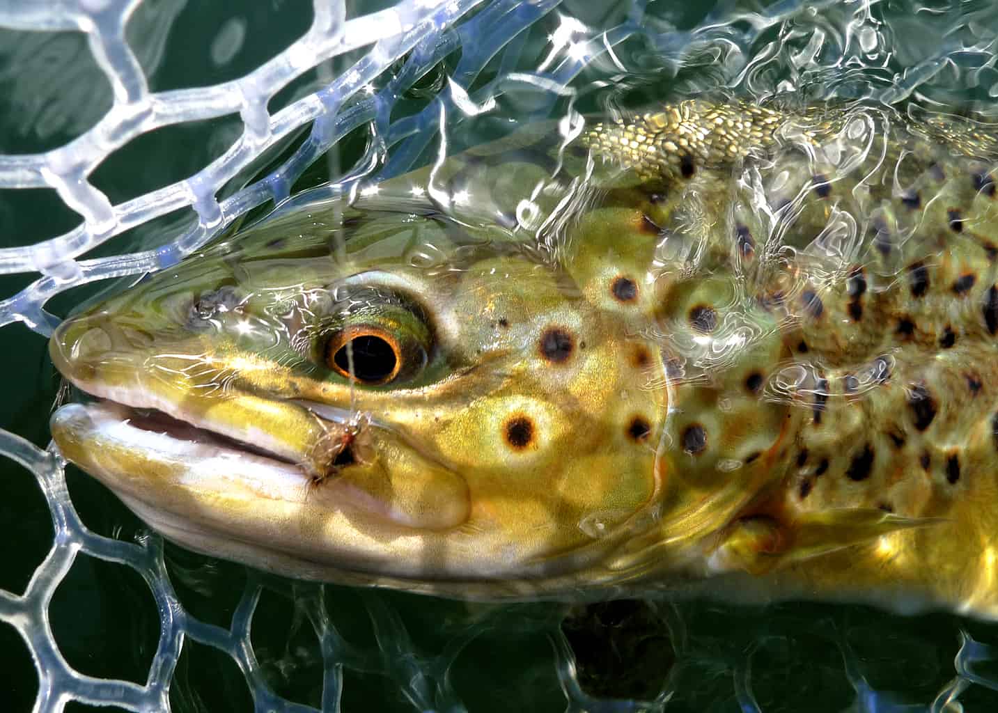 A large Pass Lake trout in the net.