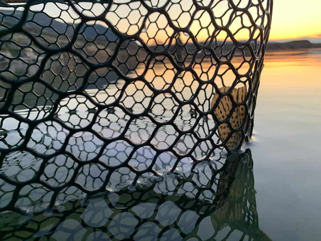 A trophy trout in a soft net with the setting sun off Lenice Lake, central Washington.