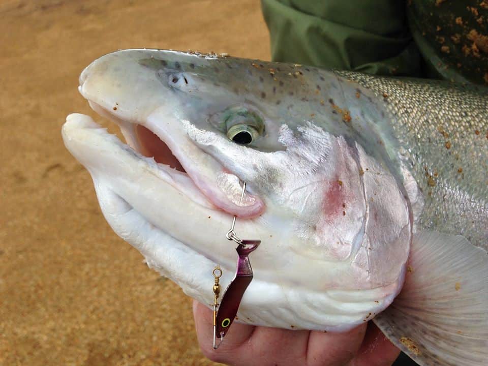 A lure sticks out of the mouth of a massive brood trout caught at Henry Hagg Lake near Forest Grove, Oregon.