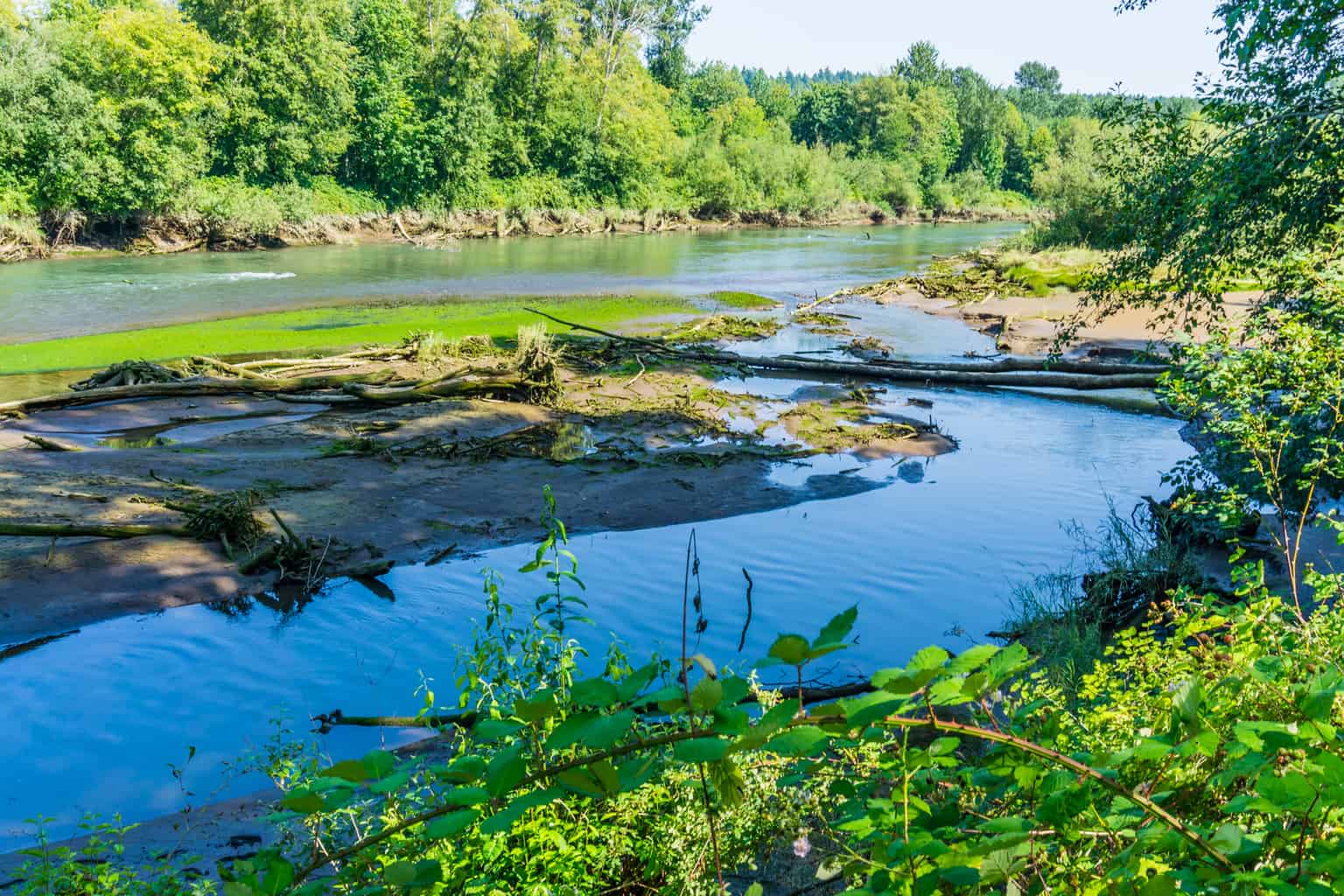 A scenic view of nisqually river.