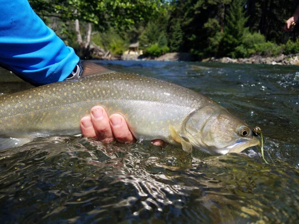 A closeup of a large bull trout caught on a fly and released unharmed.