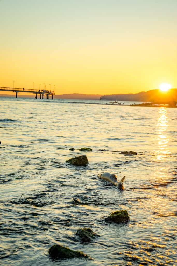 A chum salmon swims near sunset at Des Moines Beach in King County.