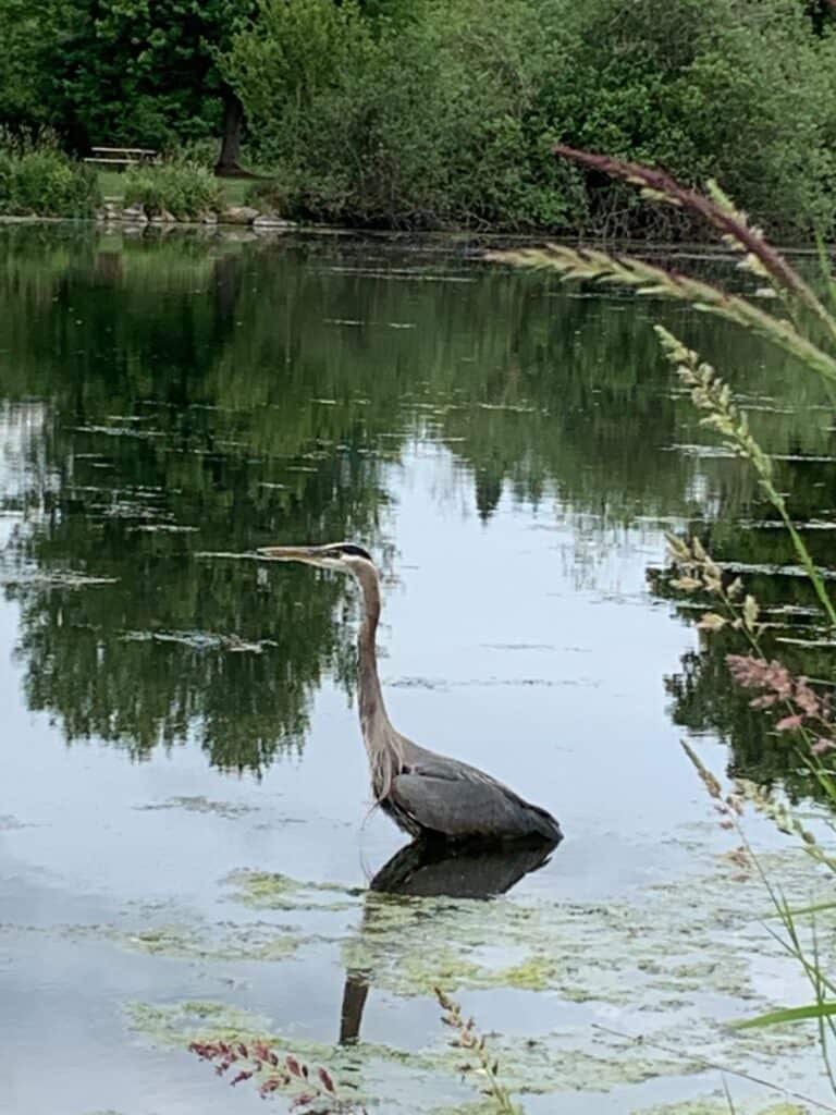 A great blue heron fishes for bluegill and other fish at Commonwealth Lake near Beaverton.