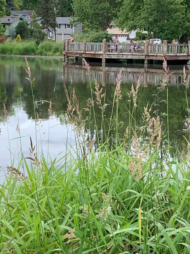 A fishing dock at commonwealth lake.