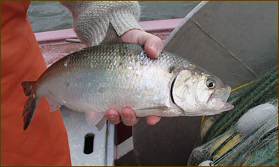 Photo of someone's had holding an American shad.