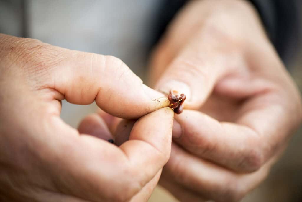 A closeup of an angler hooking a live worm.