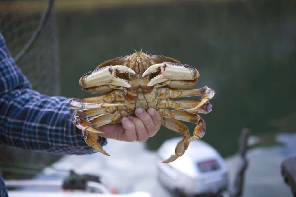 A closeup of a male dungeness crab.