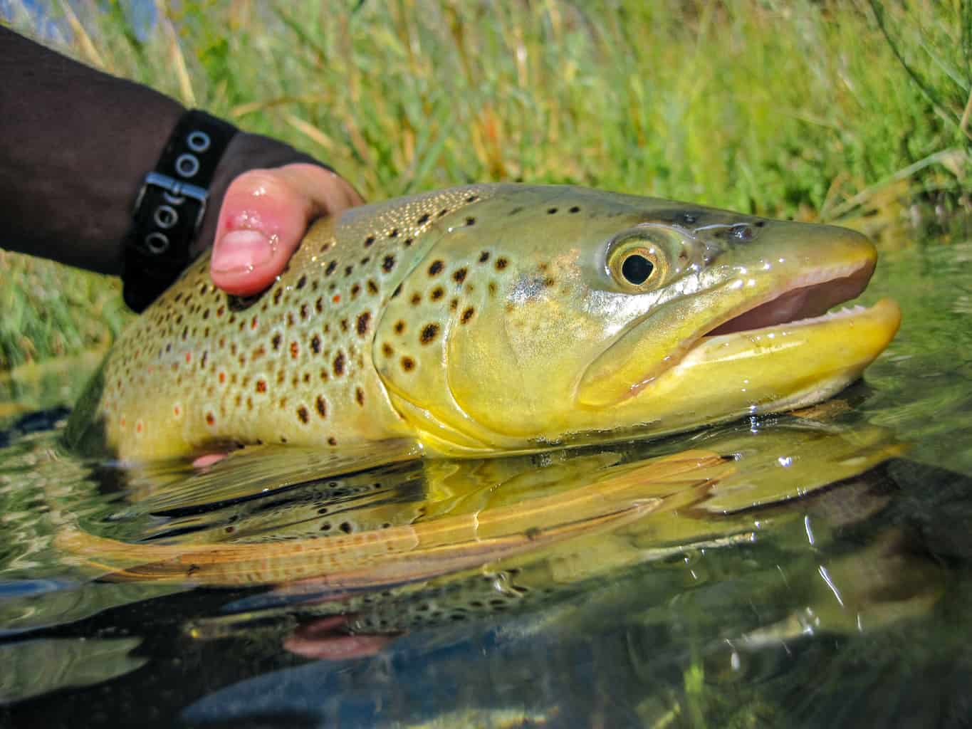 A trophy sized brown trout caught in the owyhee river in eastern oregon.