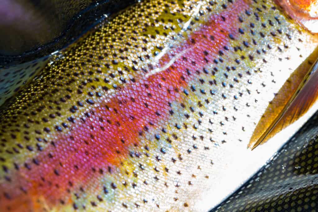 A closeup of the colors of a native Deschutes River redside rainbow trout.