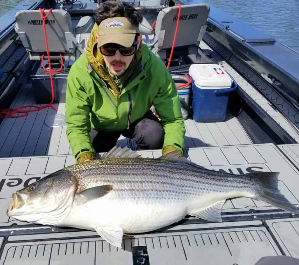 An angler showcasing an incredible 48-pound striped bass caught in the Umpqua River system.