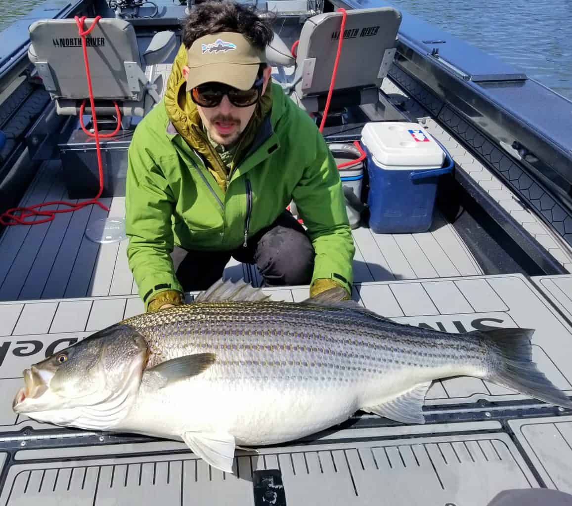 giant striped bass caught on the lower umpqua river