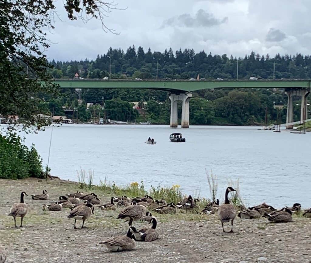 Geese and a bank angler's rod keep watch over boaters fishing near the Interstate 205 bridge. 