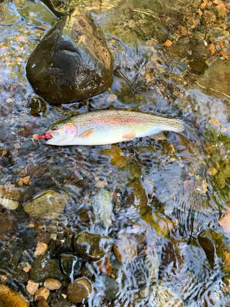 Closeup view of a hooked rainbow trout against stream rocks.