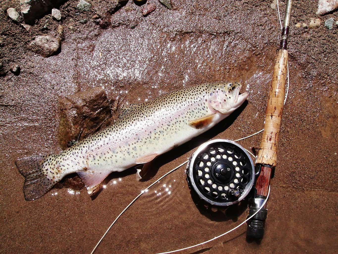 Trout Fishing HowTo Techniques and Tips to Catch More Fish Best