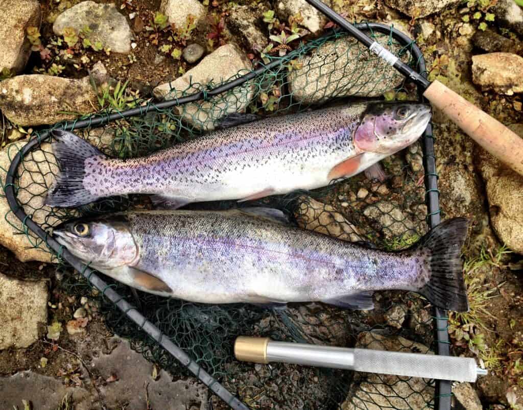 Two harvested trout pictured in a landing net with a fishing rod.