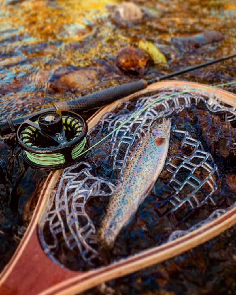 A closeup of a wild trout in a net with fly rod also in the photo.