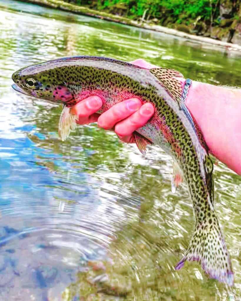 An angler holding a beautiful rainbow trout caught fly fishing on the Cedar River near Seattle.